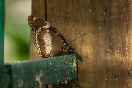 A beautiful brown butterfly with white streaks on its wings standing on a painted green wooden plankの写真素材