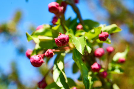 close up of a tree starting to blossomの写真素材