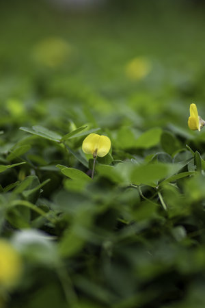 A selective focus shot of a beautiful yellow arachis pintoi flowerの写真素材