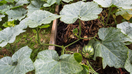 The ripening pumpkins in a vegetable gardenの写真素材