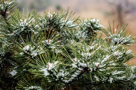 A closeup shot of the snowy boreal conifer tree branches