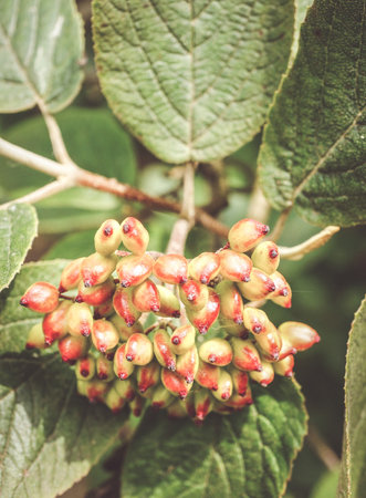 A closeup of Wayfaring tree berries in the gardenの写真素材