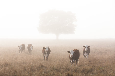 The brown and white cattle in a field in a foggy morning, Queensland, Australiaの写真素材