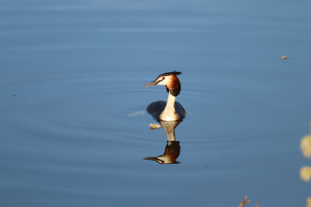 A beautiful great crested grebe floating on waterの写真素材