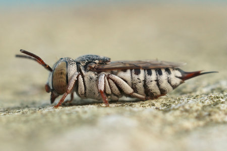 A closeup shot of a leaf-cutting cuckoo bee on a blurred backgroundの写真素材