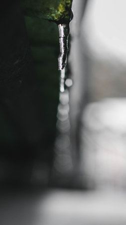 A selective focus shot of an icicle on a green plantの写真素材