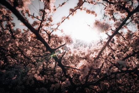 A beautiful view of cherry blossoms with the bright sunlight in the background