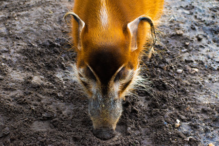 A top view of a head of a brush eared pigの写真素材
