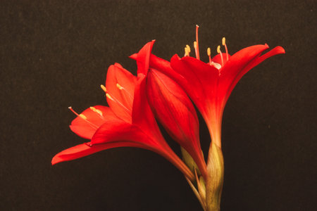 The red flowers of a Clivie (Amaryllidaceae)の写真素材