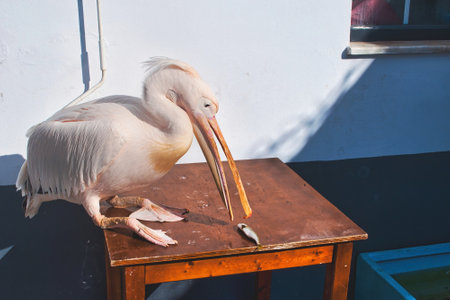 island of Tinos Greece, Pelican the emblem of the island, ready to eat fish on a tableの写真素材
