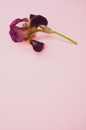 A closeup shot of purple iris flowers on a pink background