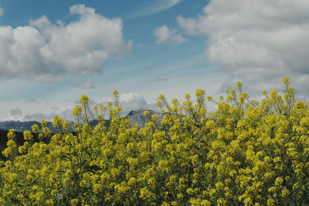 Beauty of Spain - Ronda, Malaga, Granada, Andalusia. Ronda is one of the largest towns in Andalusia.の写真素材