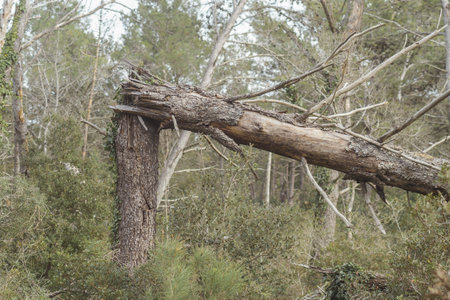 A closeup shot of a broken tree after the storm in a forest