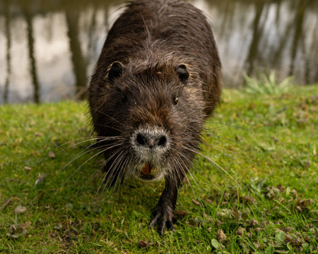 a closuep of a water rat nutria face walking on green grassの写真素材
