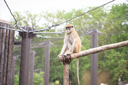 A closeup shot of a monkey on wooden bars in Topeka zoo in Kansas USAの写真素材
