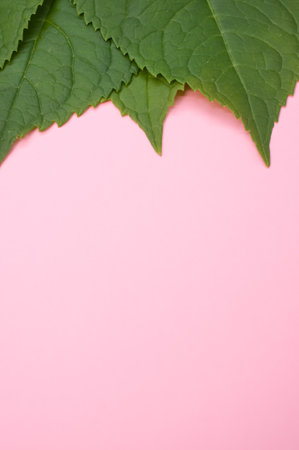A vertical shot of green leaves isolated on a pink background with space for textの写真素材
