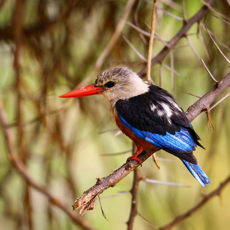 A closeup of a gray-headed kingfisher perched on a tree branch in the woodsの写真素材