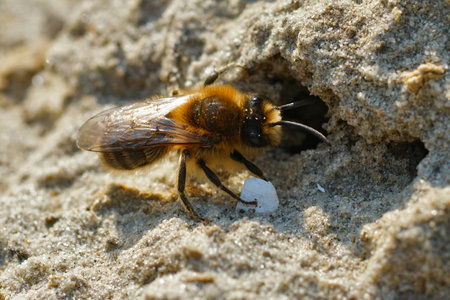 A closeup shot of the male spring mining bee at the entrance of a nestの写真素材
