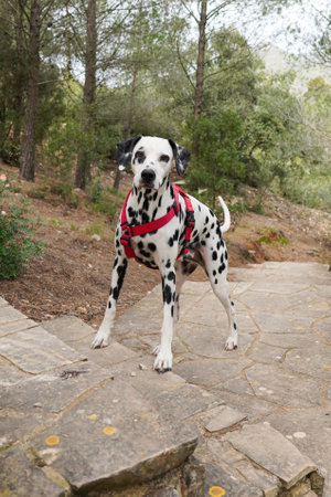 A vertical shot of a cute and adorable Dalmatia dog with a collar in the park