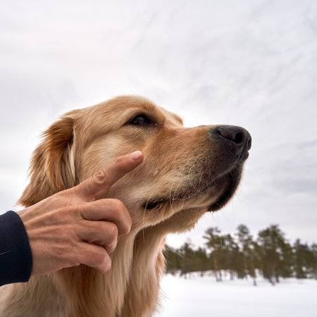 A closeup shot of a human petting a Golden retriever in the parkの写真素材