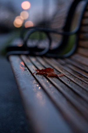 A crumpled leaf ona bench in Autumn on a cold, grey, wet day.の写真素材