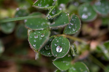 A closeup shot of green plantsの写真素材