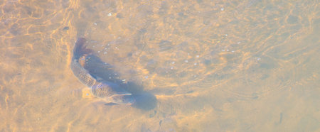 A closeup shot of a carp in the water