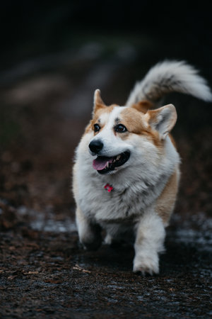 A selective focus shot of welsh corgi pembroke walking in the forestの写真素材