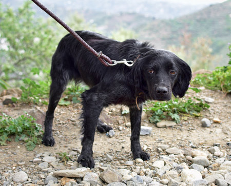A scared black dog on a leash outside by plants and rocksの写真素材