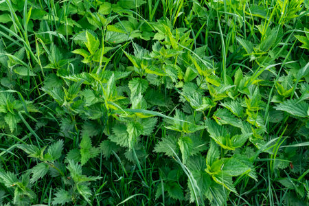 A closeup of green plants and leaves outdoorsの写真素材