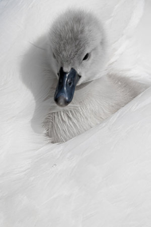 A closeup shot of a gray baby swanの写真素材