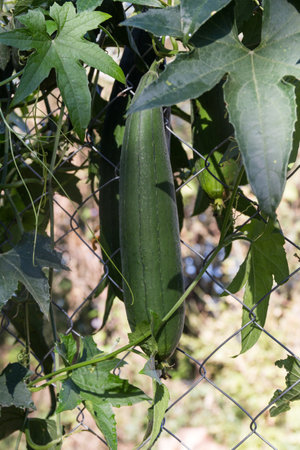 immature luffa fruits to eat in the garden fenceの写真素材