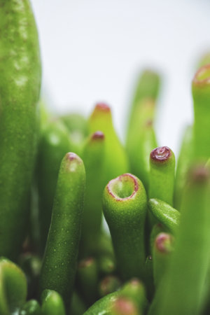 A closeup vertical shot of Crassula Ovata Hobbit shrubby succulent plant leaf detailsの写真素材