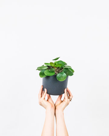 A vertical shot of a person holding a plant in a pot isolated on a white backgroundの写真素材