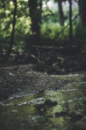 A vertical shot of water puddle in a forest surrounded by treesの写真素材