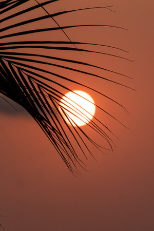 A palm tree branches against a beautiful sunsetの写真素材