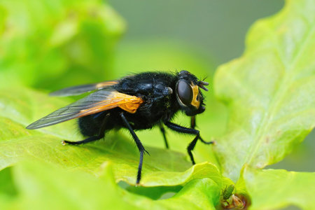 A closeup of a black noon or noonday fly, Mesembrina Meridiana fly