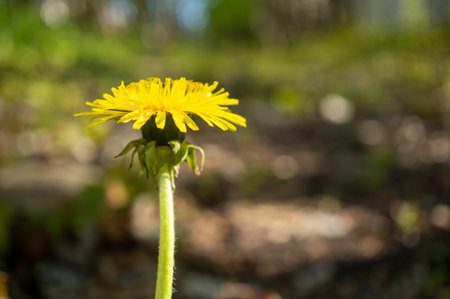 The cute dandelion flower (Taraxacum officinale) with copy spaceの写真素材