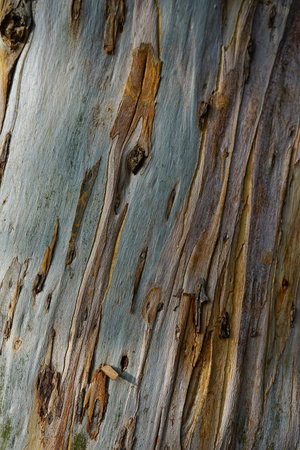 A tree bark texture backgroundの写真素材