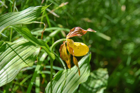 Cypripedium calceolus is a lady's-slipper orchid native to Europe and Asia, legally protected in many countriesの写真素材