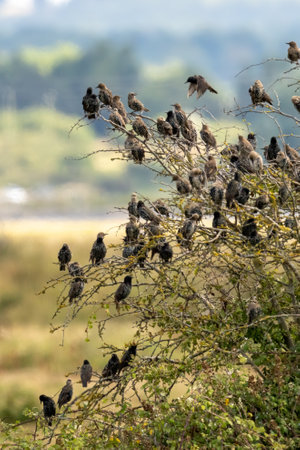 A vertical shot of kites perched on shrub branchesの写真素材
