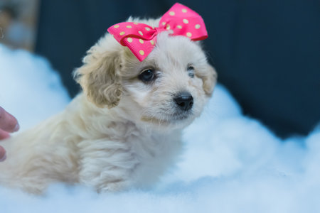 A closeup shot of a lovely sitting puppy with a pink bow