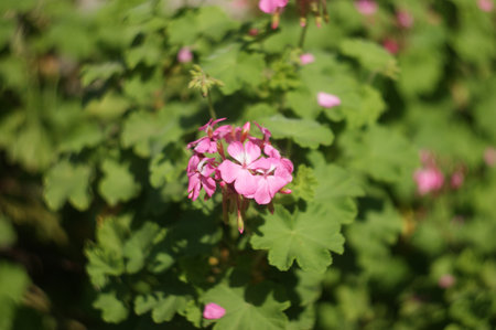 Taken to show the amazing bokeh made by an Helios 44M-6 even on APS-C sensor camera.の写真素材