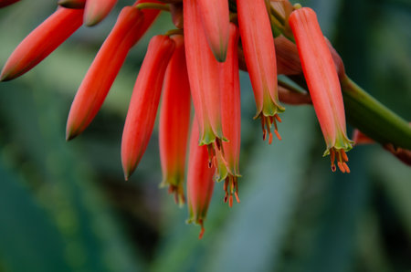 A closeup shot of red buds on a candelabra aloe plantの写真素材