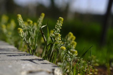 A selective focus shot of nature with green and yellow plants in a cityの写真素材