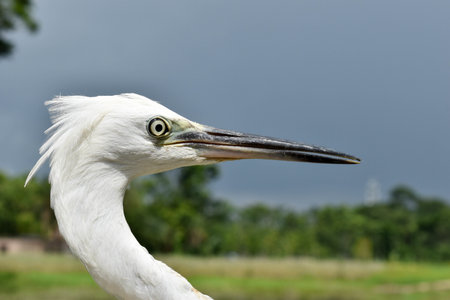 A closeup of a white heron outdoors during daylight