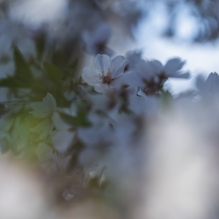 A selective focus shot of beautiful white flowers growing on a tree branchの写真素材