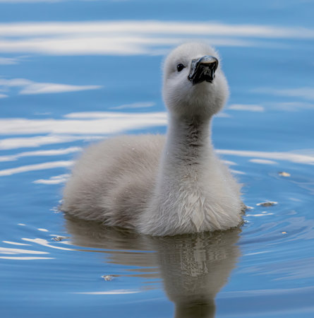 A closeup of a cute cygnet swimming in the water during daylightの写真素材