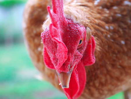 Nice picture of a close-up of a hen with a red crestの写真素材