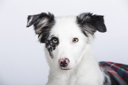A closeup shot of a cute Border Collie dog in a studio on a white backgroundの写真素材